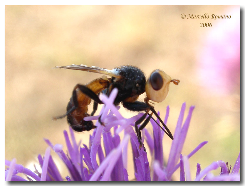 X-Fly  :  Melanosoma bicolor (Conopidae)